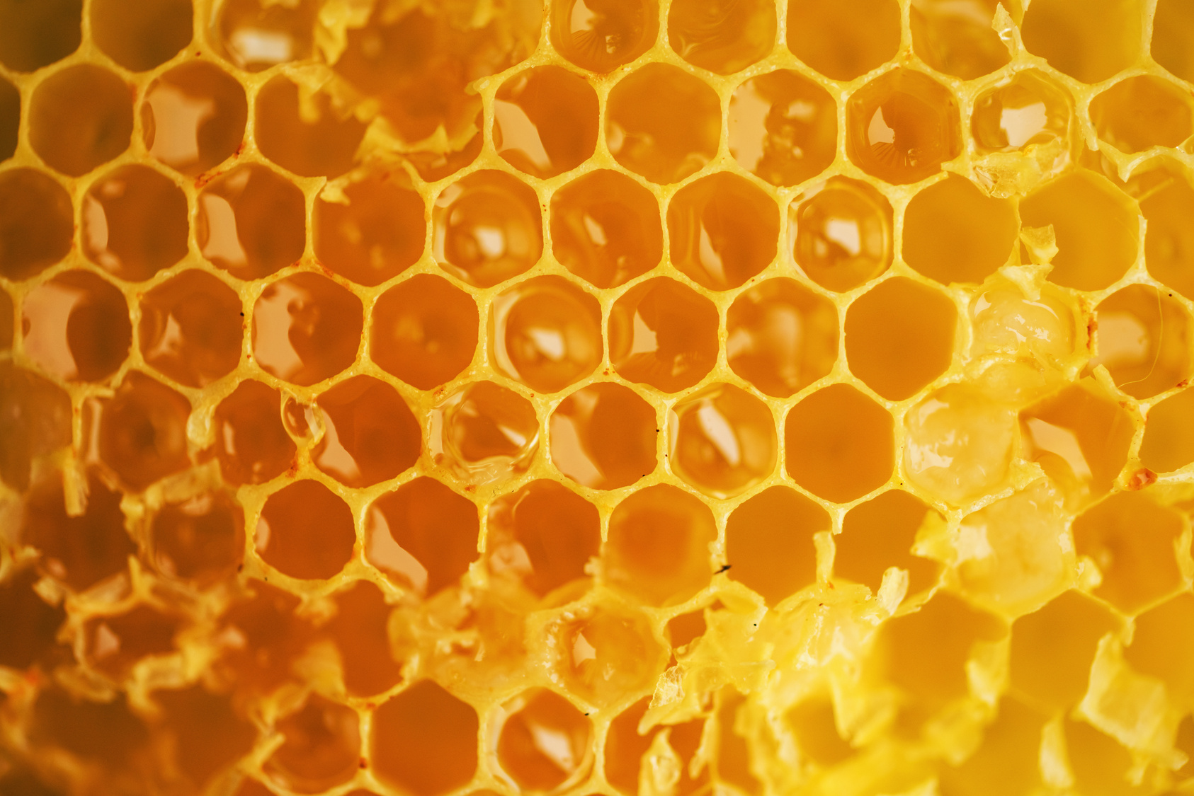 Honey Comb Closeup